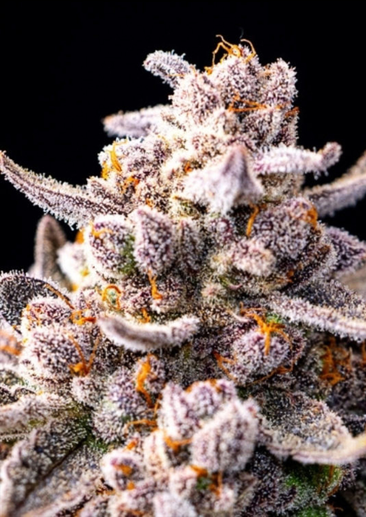 Jet Fuel Gelato Strain Burning Bush Nurseries